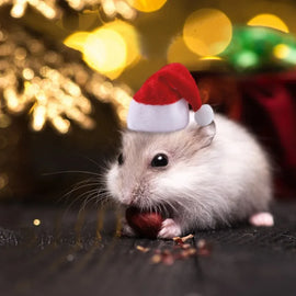 Hamster Guinea Pig Christmas Cap